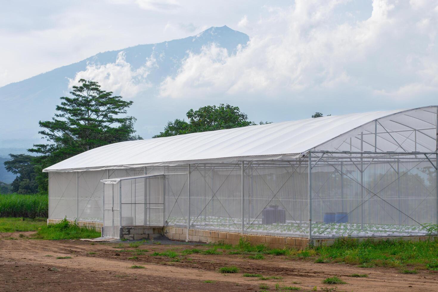 UV plastic greenhouse for modern agricultural with Mount Arjuna in the background, perfect for hydroponic farming, plantation, agribusiness, and green environment concepts. photo