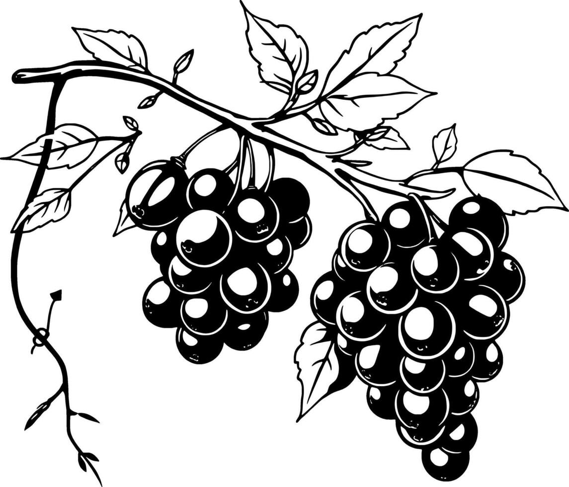 Elegant Black And White Illustration Of Grapes On The Vine vector