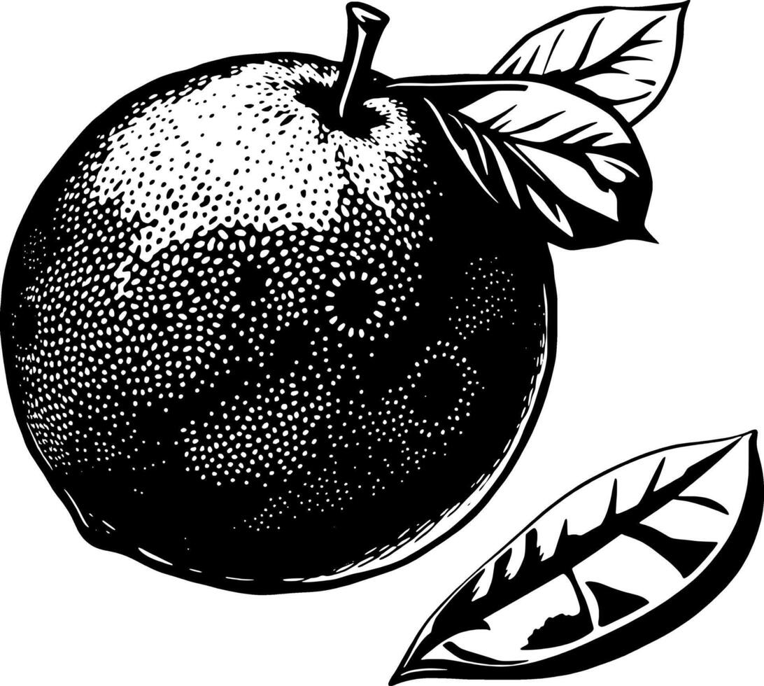 Detailed Ink Drawing Of A Single Grapefruit With Leaves vector
