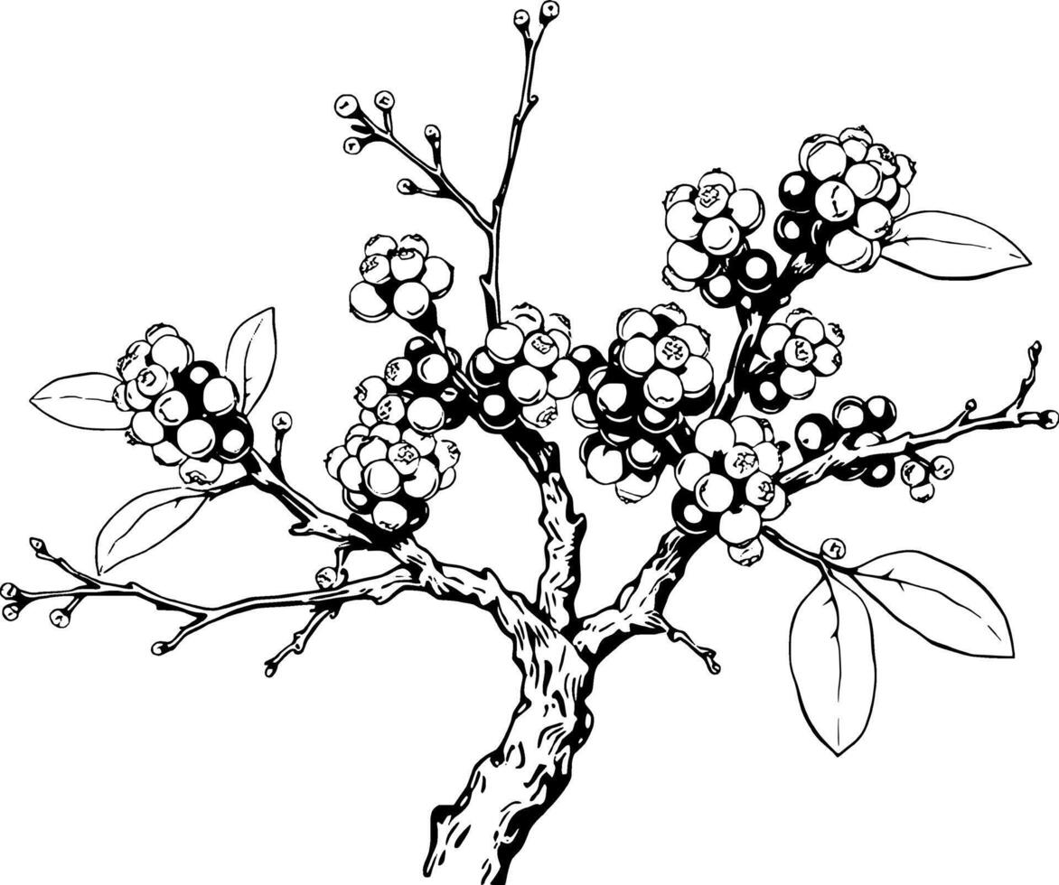 A Branch With Abundant Berries And Leaves vector