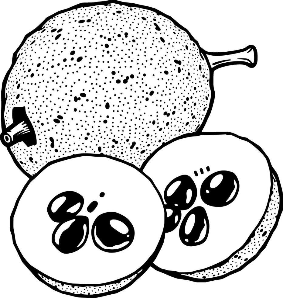 Detailed Line Art Illustration Of A Whole And Two Halved Feijoas vector