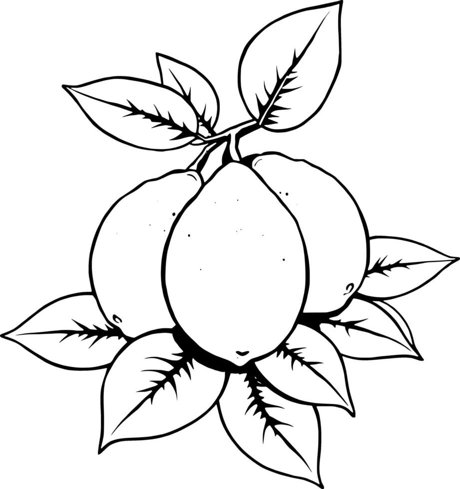 Three Lemons on Branch with Gray Leaves Detailed Line Art Illustration vector