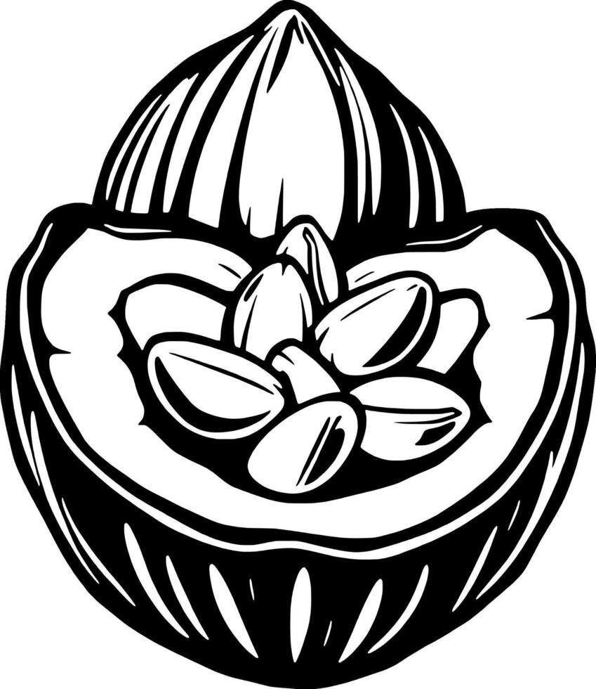A Detailed Illustration Of A Cacao Pod Open Revealing Its Seeds Inside A Black And White Drawing vector