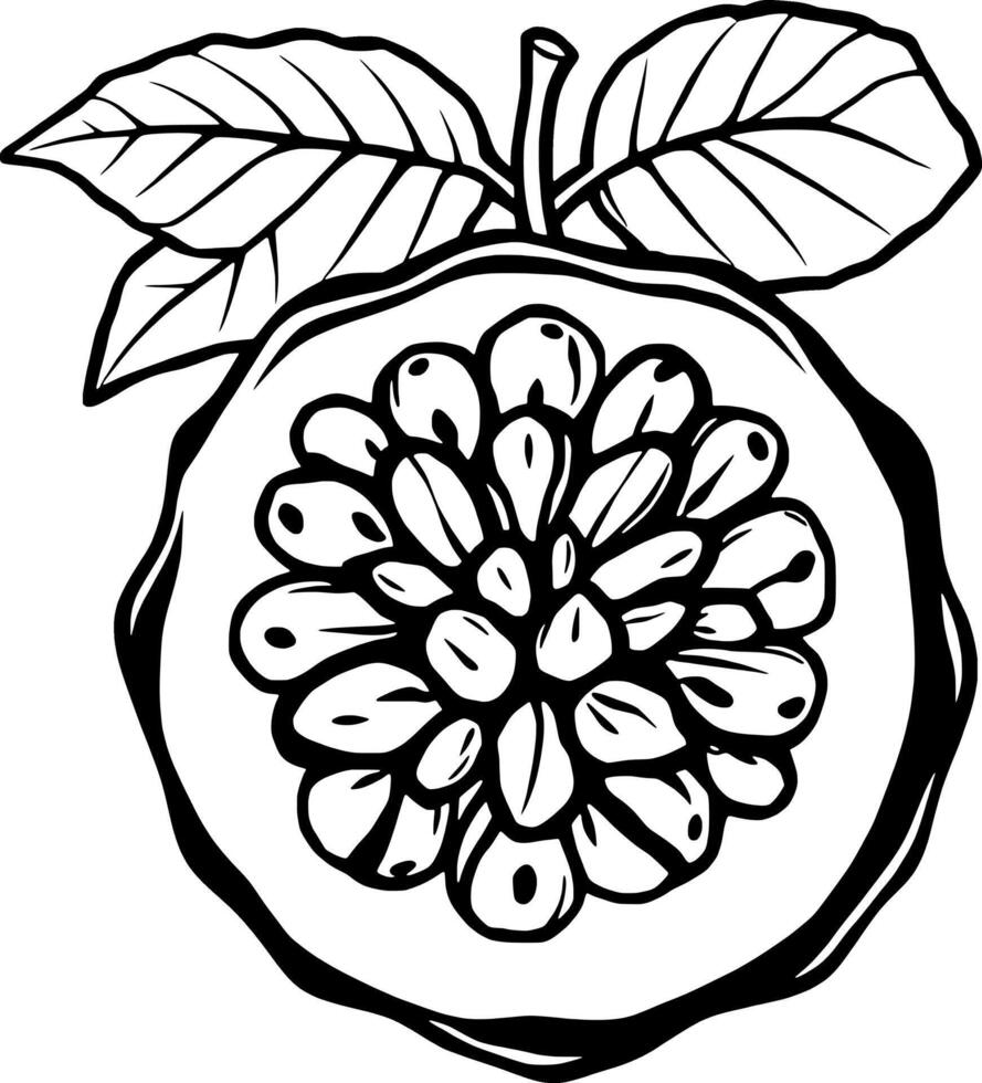 Detailed Line Drawing Of A Halved Passion Fruit With Leaves vector