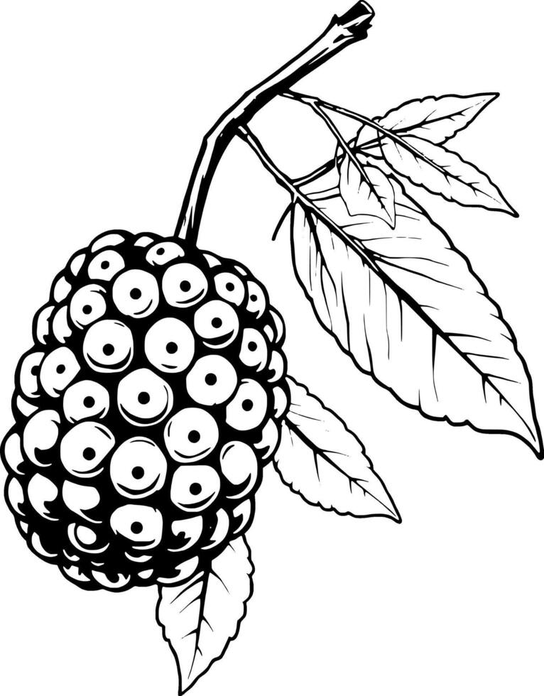 Detailed Line Drawing Of A Mulberry On Its Branch With Leaves vector