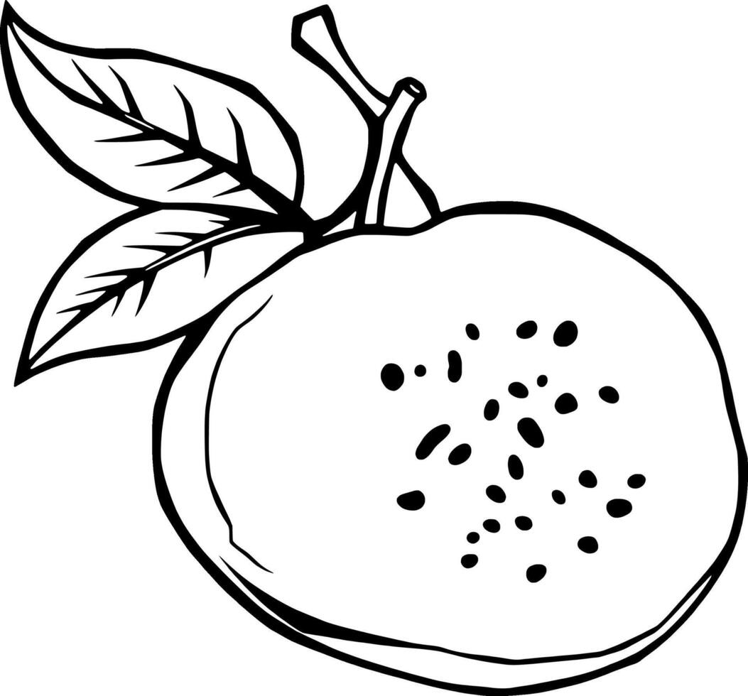Line Art Illustration Of A Halved Guava With Leaves vector