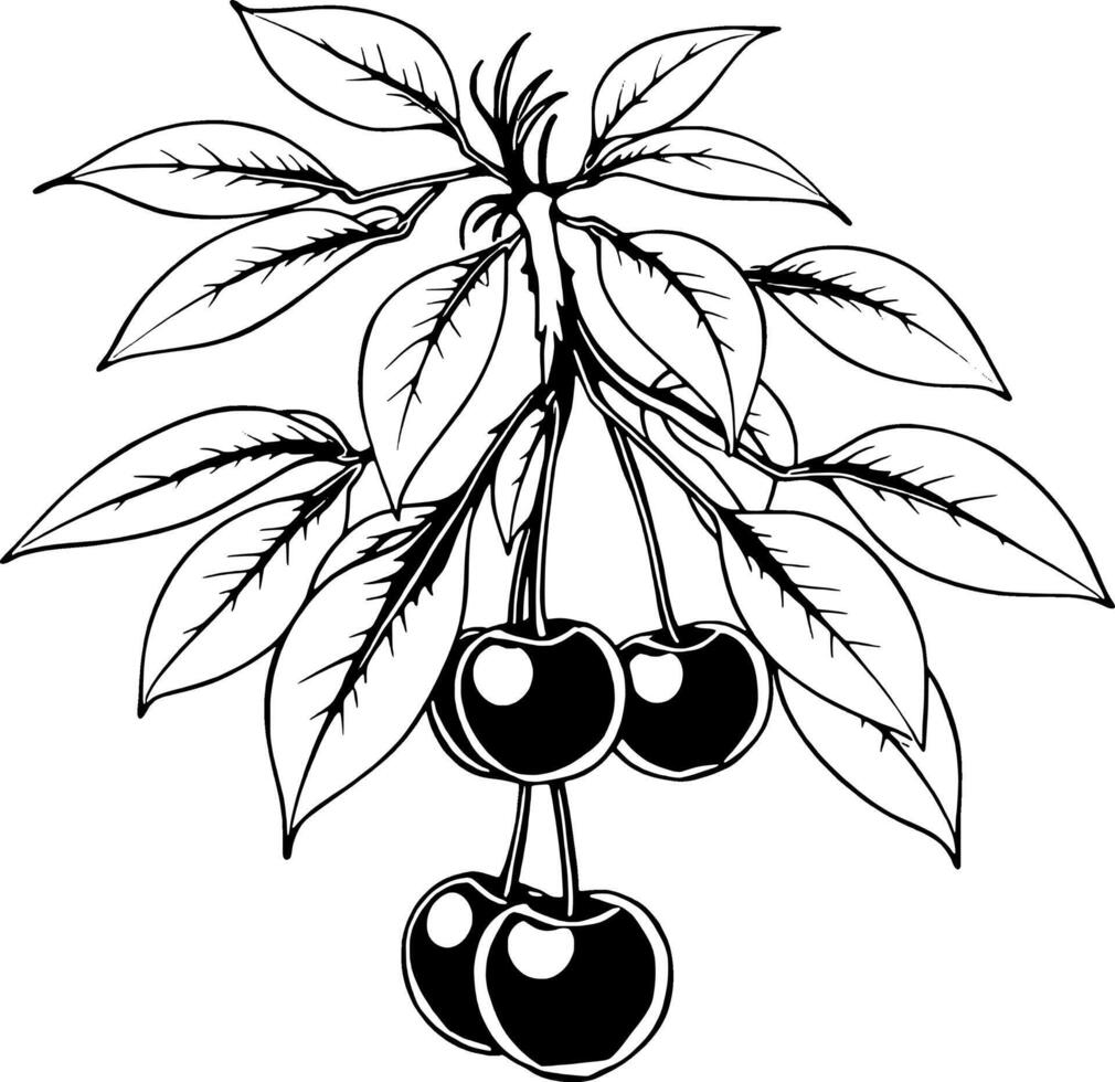 Elegant Line Drawing Of Cherries On A Branch With Lush Leaves vector