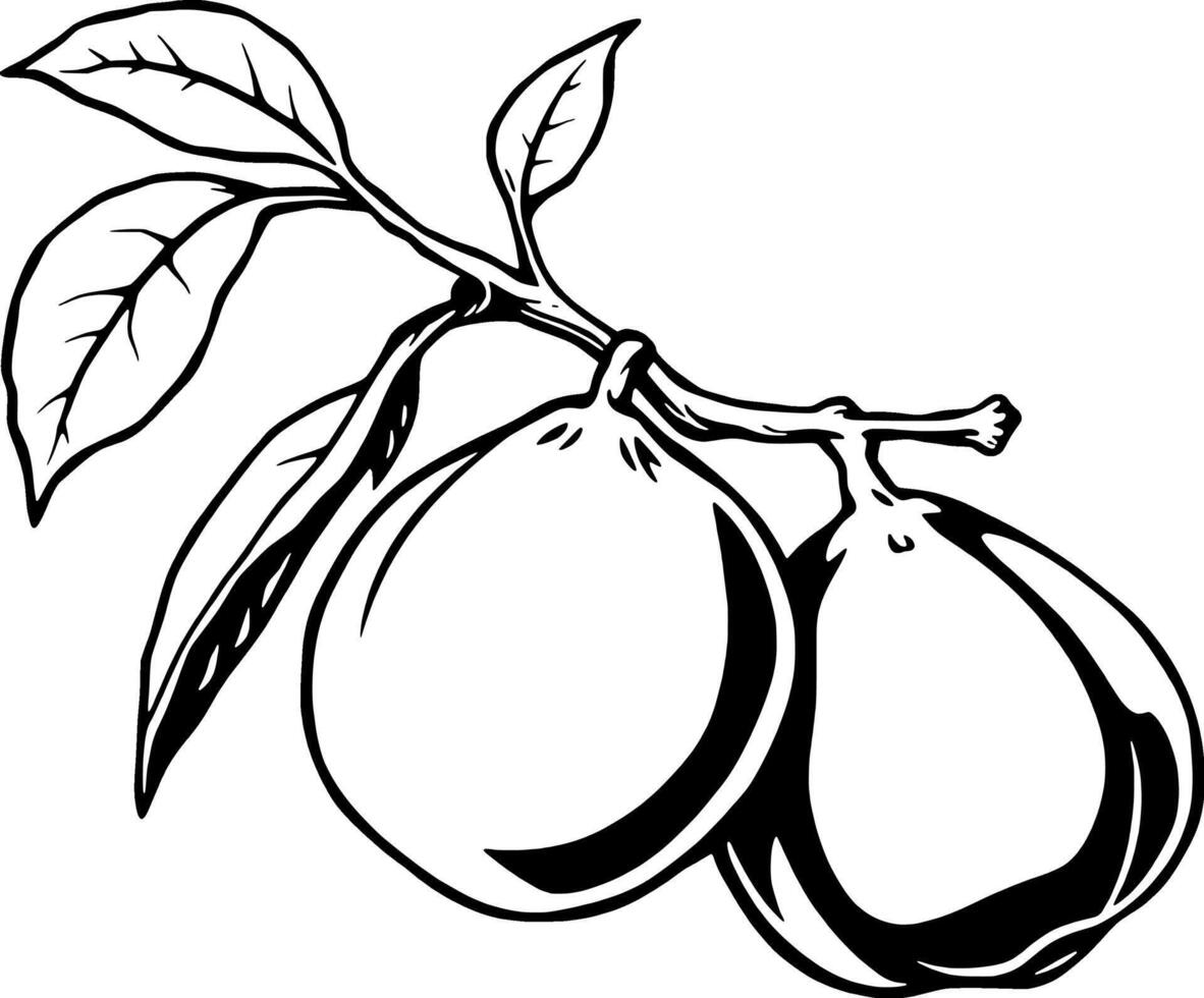 Line Art Illustration Of Two Figs On A Branch With Leaves vector