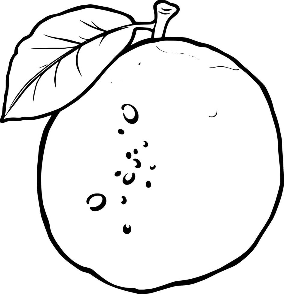 A Simple Line Drawing Of A Single Dew-Covered Guava Fruit With A Leaf vector