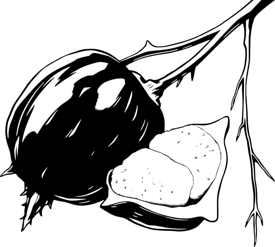 Detailed Ink Drawing Of A Rose Hip With Seeds Exposed On Branch vector