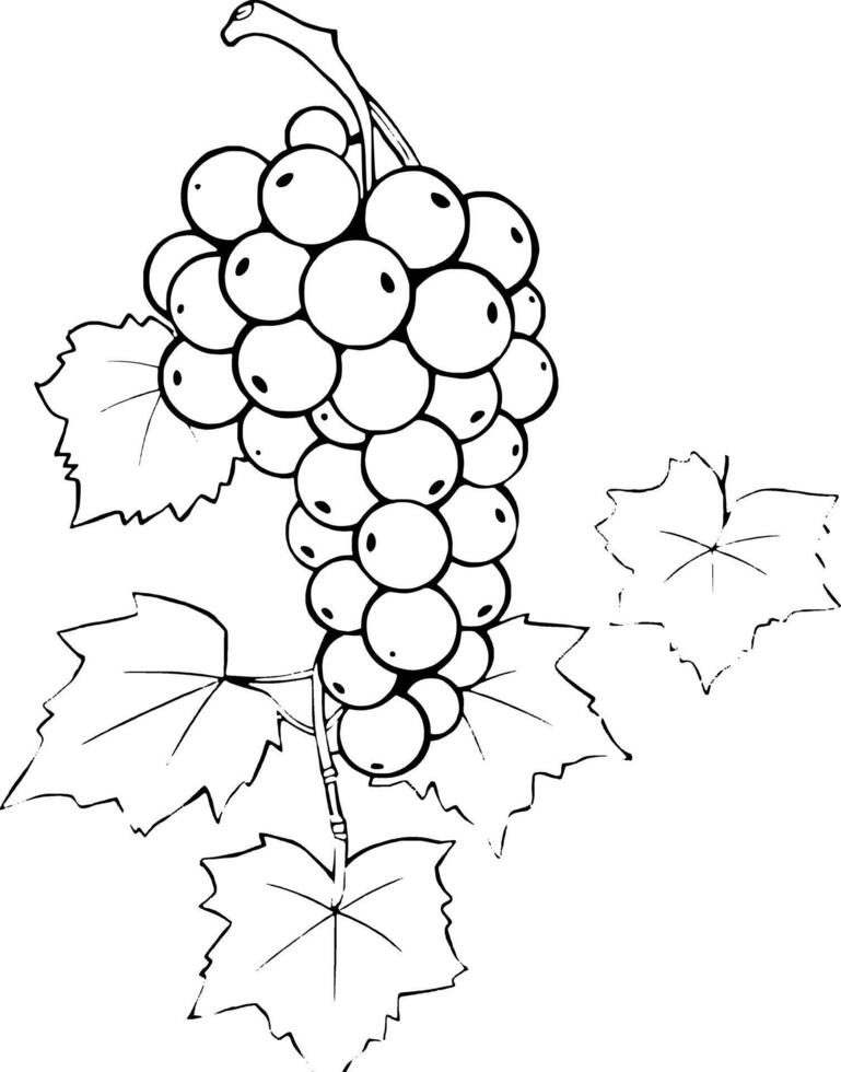 A Cluster Of Ripe Purple Grapes On The Vine With Lush Green Leaves vector