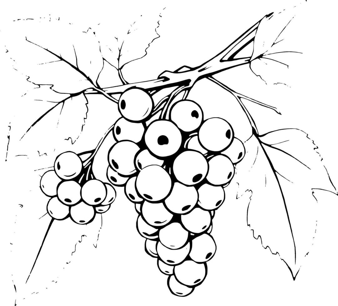 Line Drawing Of White Currants On A Branch With Leaves vector