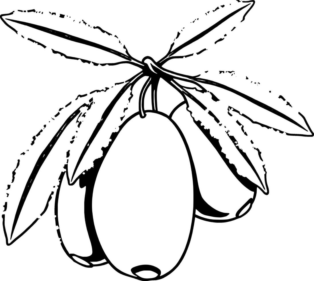 Snowy Olive Branch Three Ripe Olives on a Frosty Winter Sprig vector