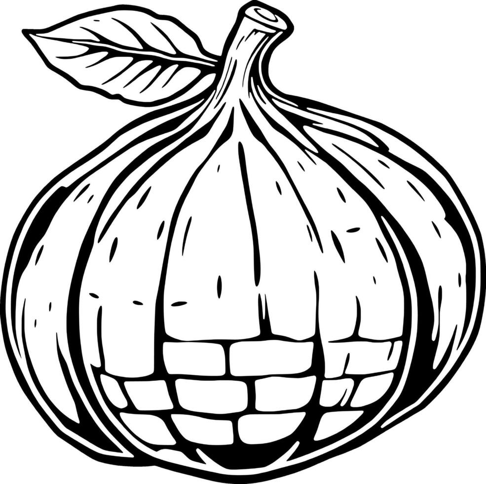 Detailed Line Drawing Of A Single Ripe Fig With Leaf vector