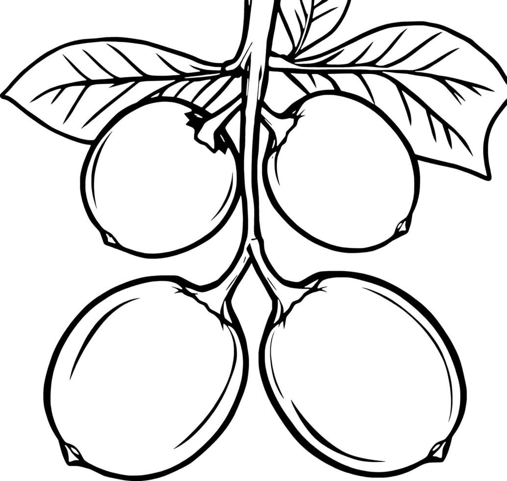 Line Art Illustration Of Four Round Berries On A Branch With Leaves vector