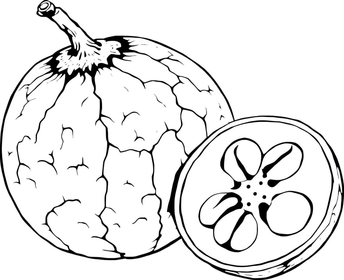 Detailed Line Drawing Of A Whole And Halved Tropical Fruit With Seeds Visible vector