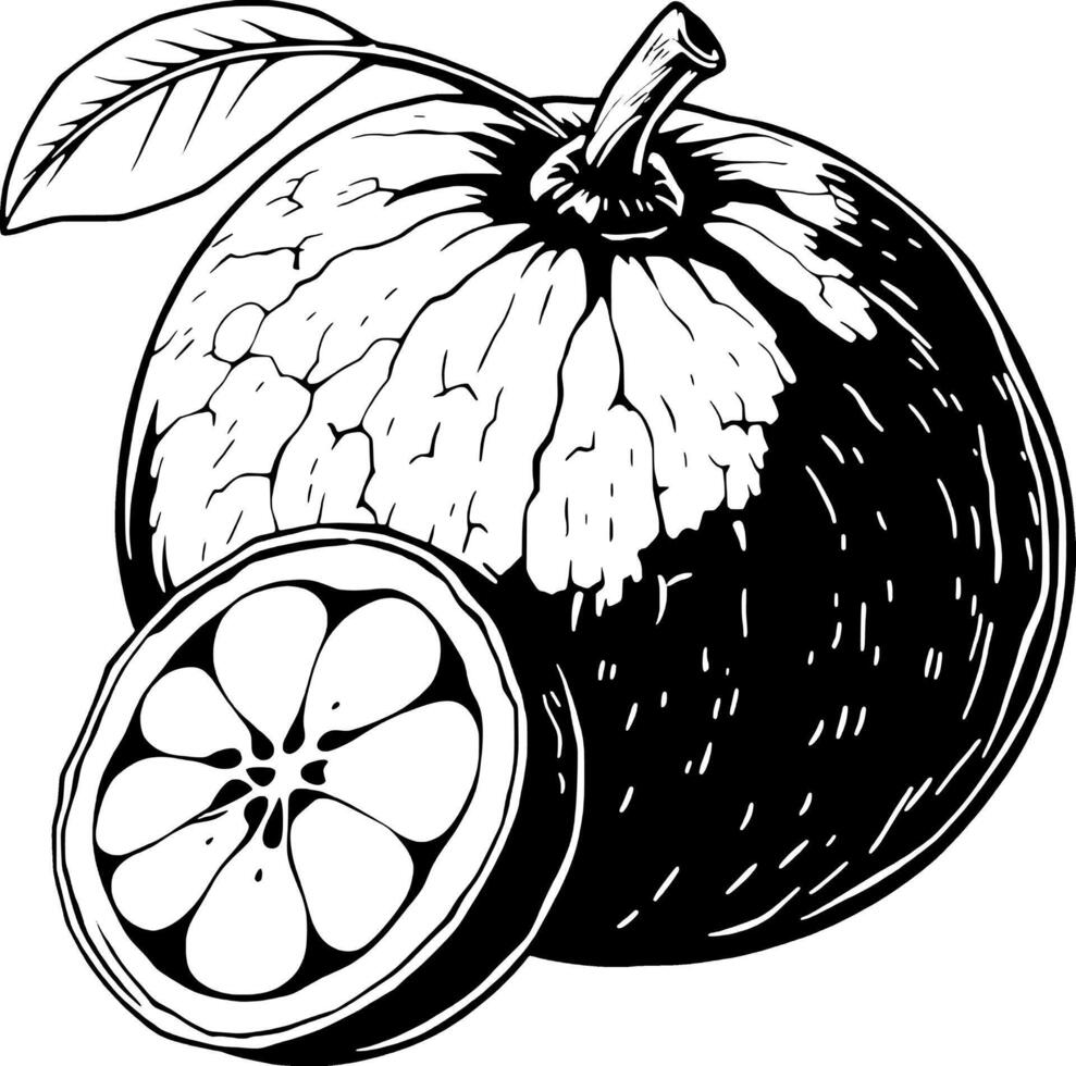 Hand-Drawn Illustration Of A Whole And Halved Citrus Fruit With Leaf vector