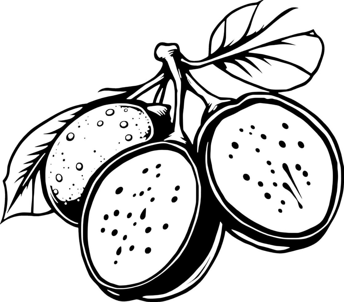 Stylized Black And White Illustration Of Three Pitayas With Leaves vector