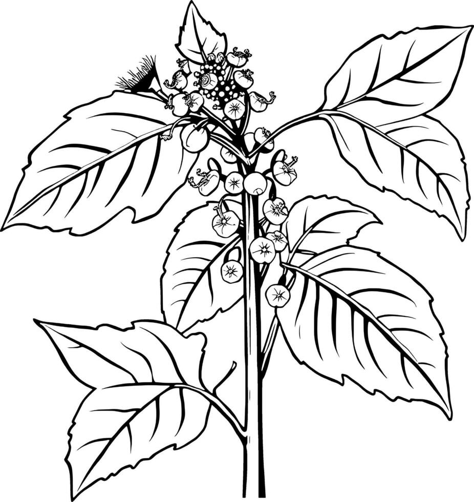 Detailed Line Drawing Of A Flowering Plant With Berries And Large Leaves vector