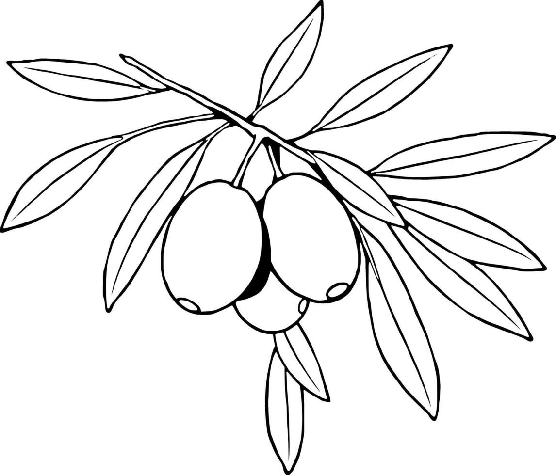 Green Olives on Branch with Lush Olive Leaves Illustration vector
