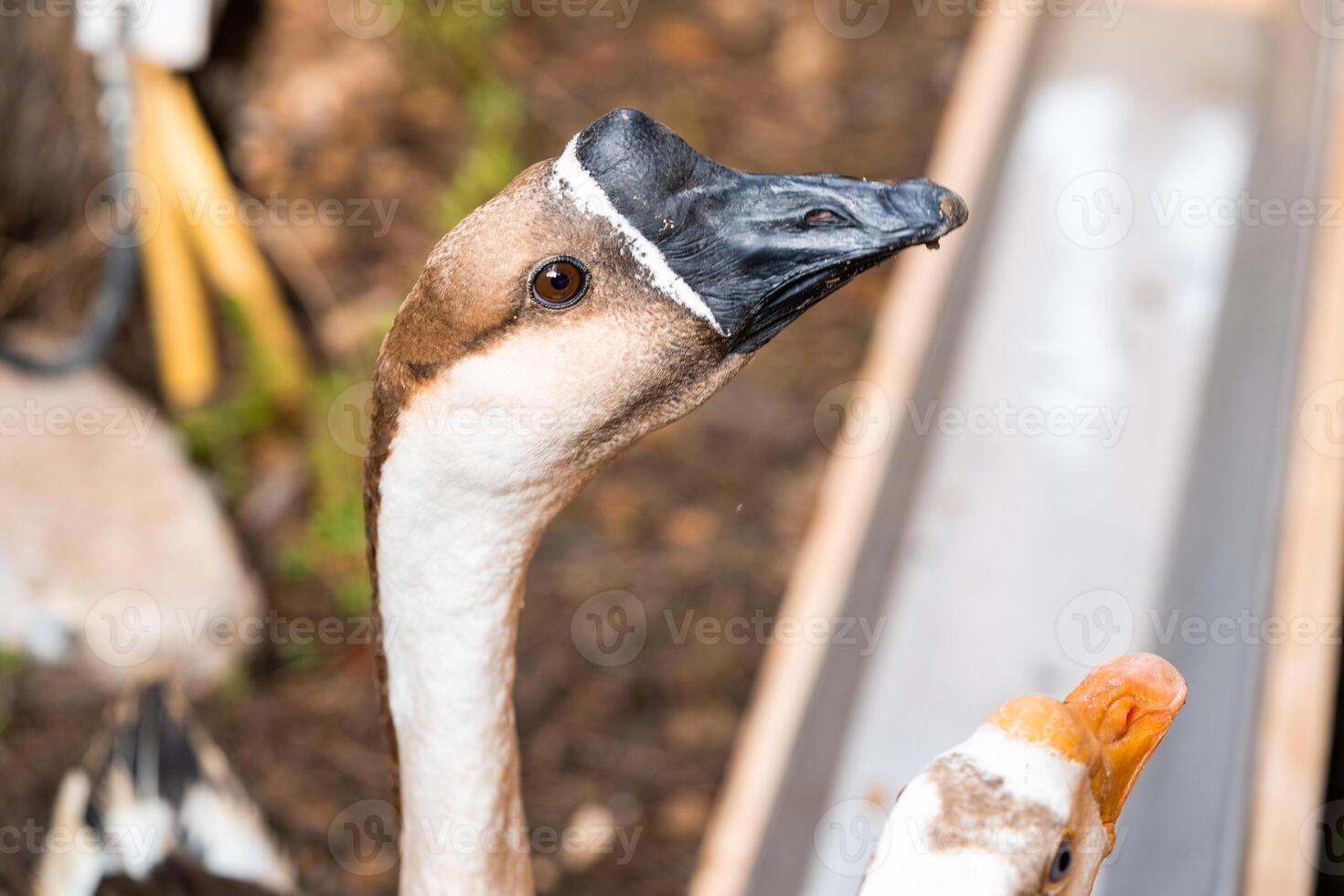 The goose with a Goose with white on the ground in farm garden photo