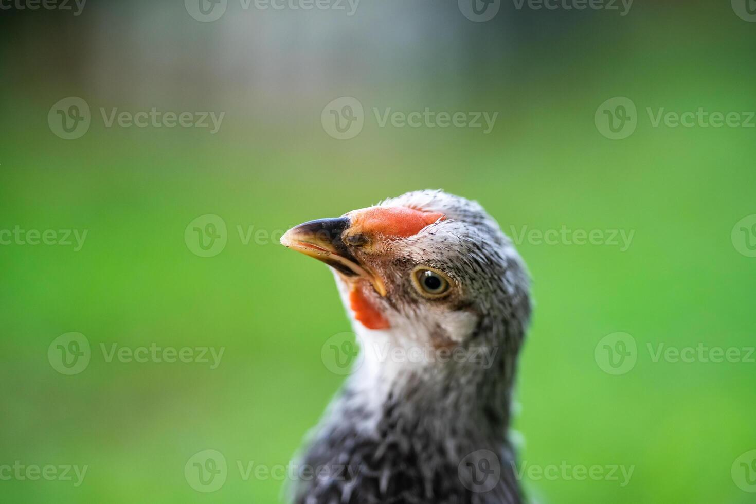 Feathers on chickens are gray and black. The red beak then stood on the grassy area.1 photo