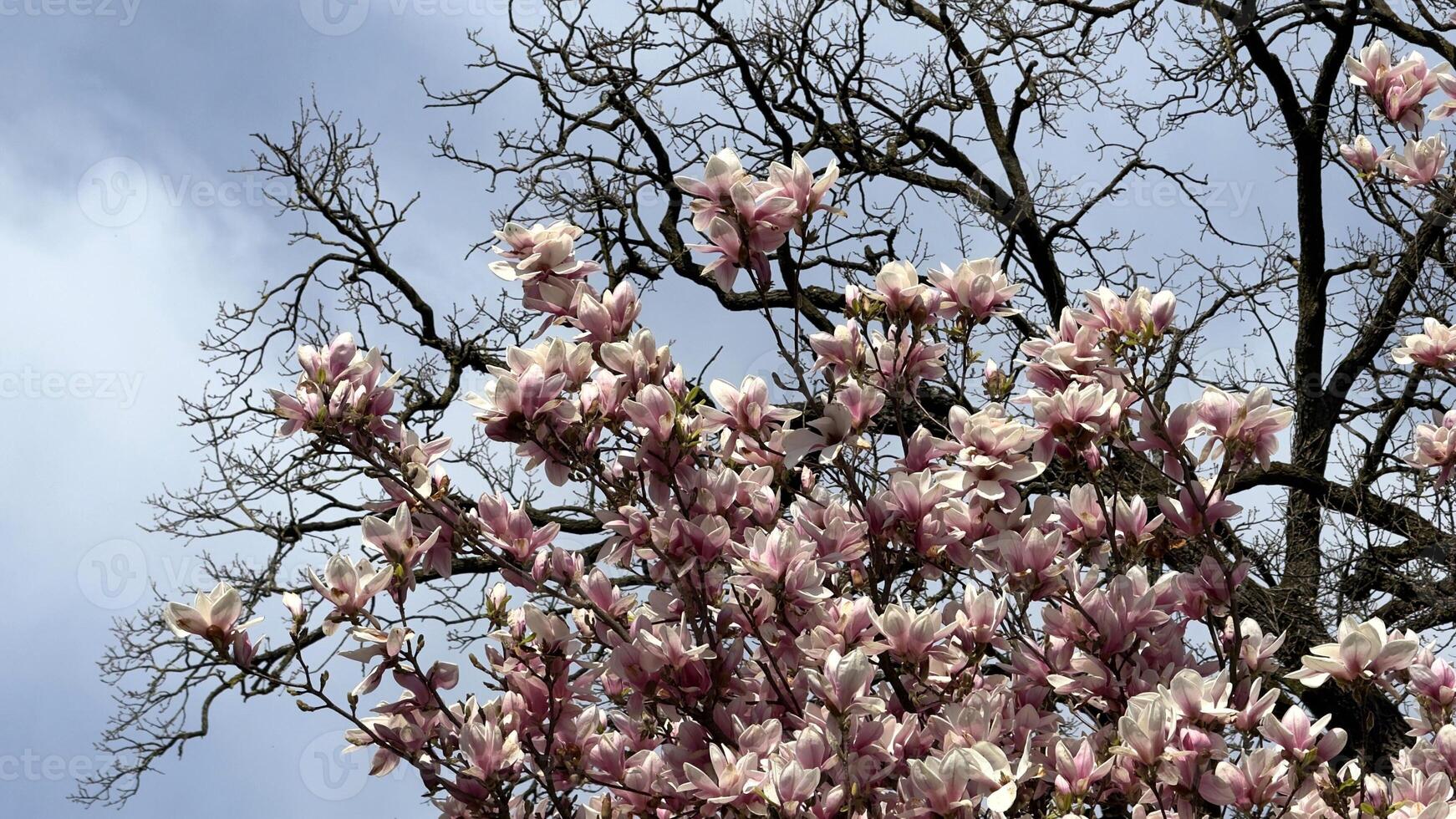 Blooming Magnolia Tree Against Clear Blue Spring Sky with Bare Branches photo