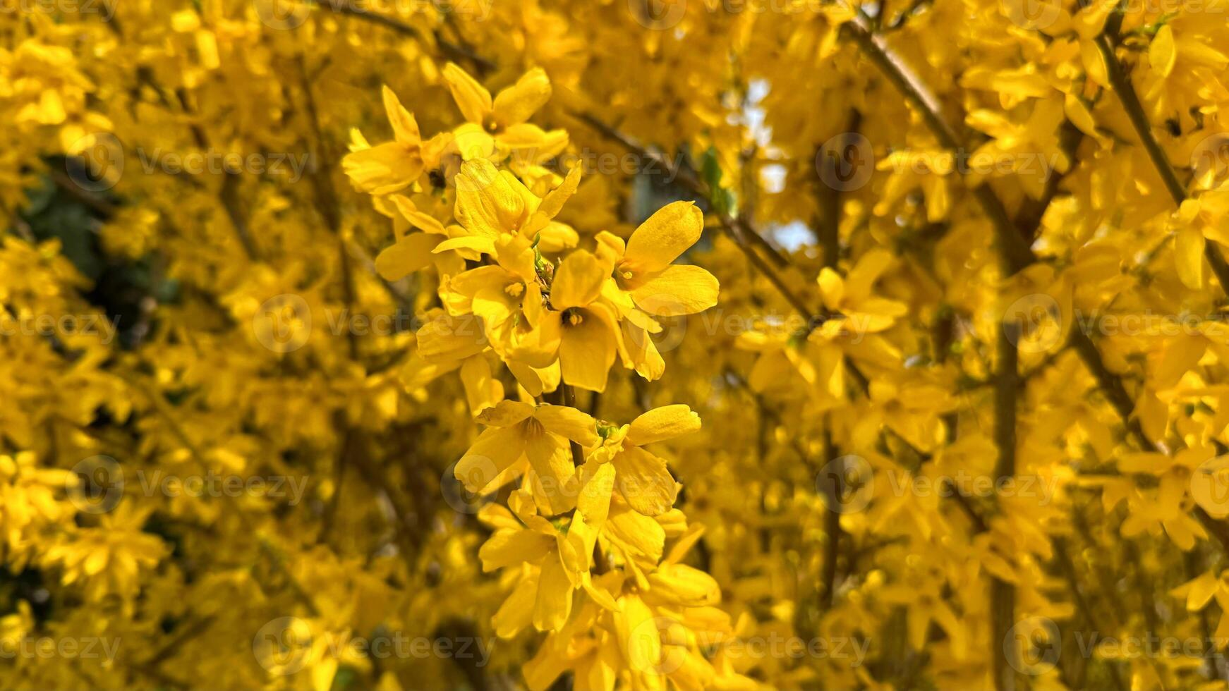 Vivid Yellow Forsythia Blossoms Captured in Full Bloom During Spring Season. A vibrant display of bright yellow forsythia flowers in bloom, symbolizing the arrival of spring. photo