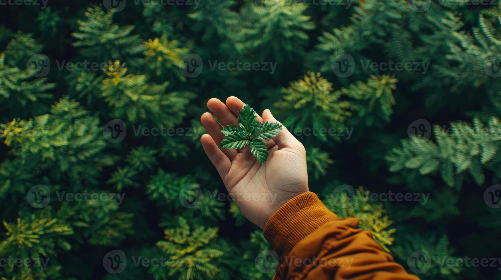 hand gently holds small evergreen branch, surrounded by lush green foliage, evoking sense of nature tranquility and connection photo