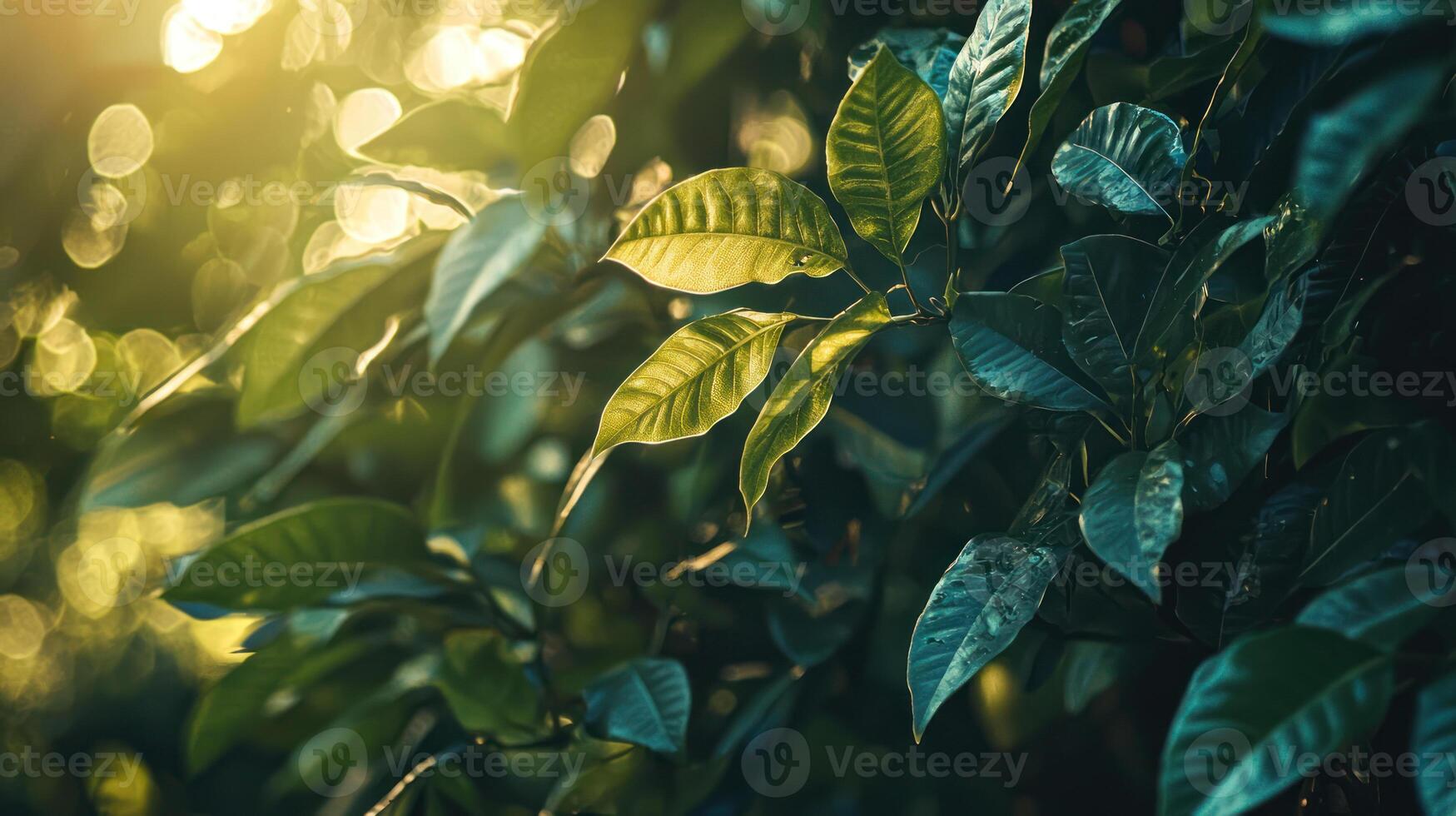 Lush green leaves illuminated by warm sunlight, creating serene and natural atmosphere with soft bokeh in background photo