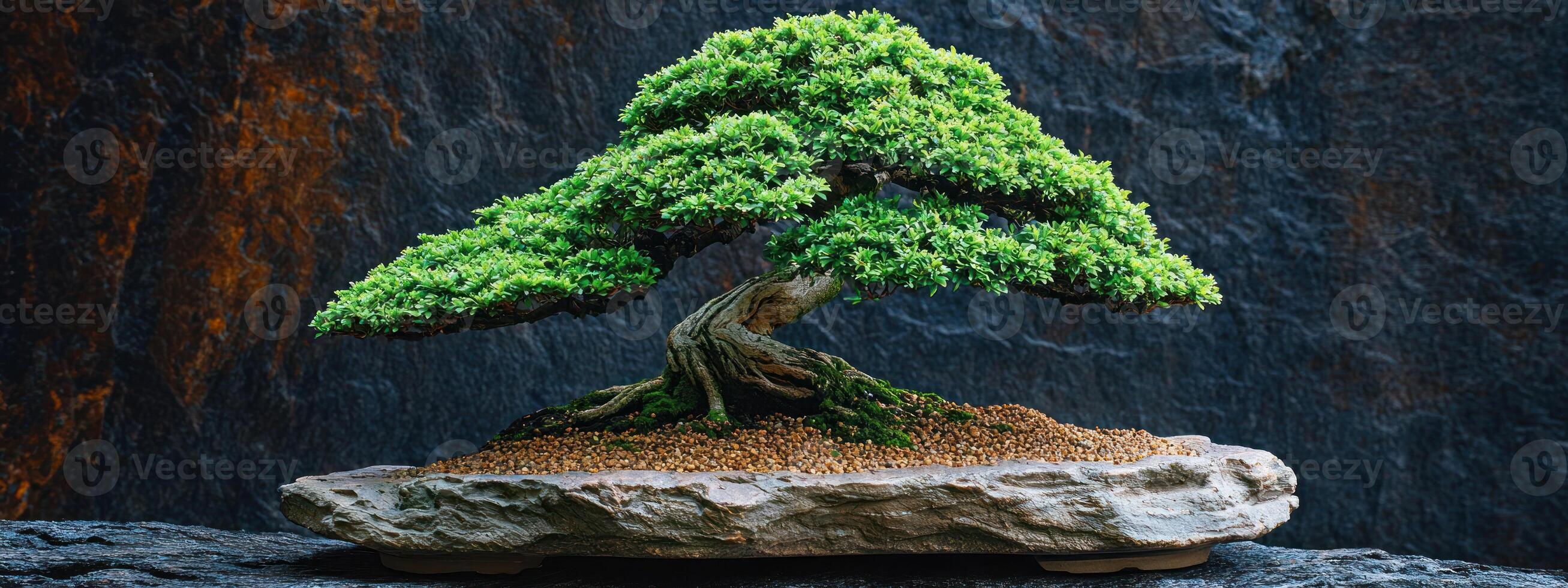 beautifully shaped evergreen bonsai tree sits stone tray, showcasing intricate details of its twisted trunk and lush green foliage against dark photo