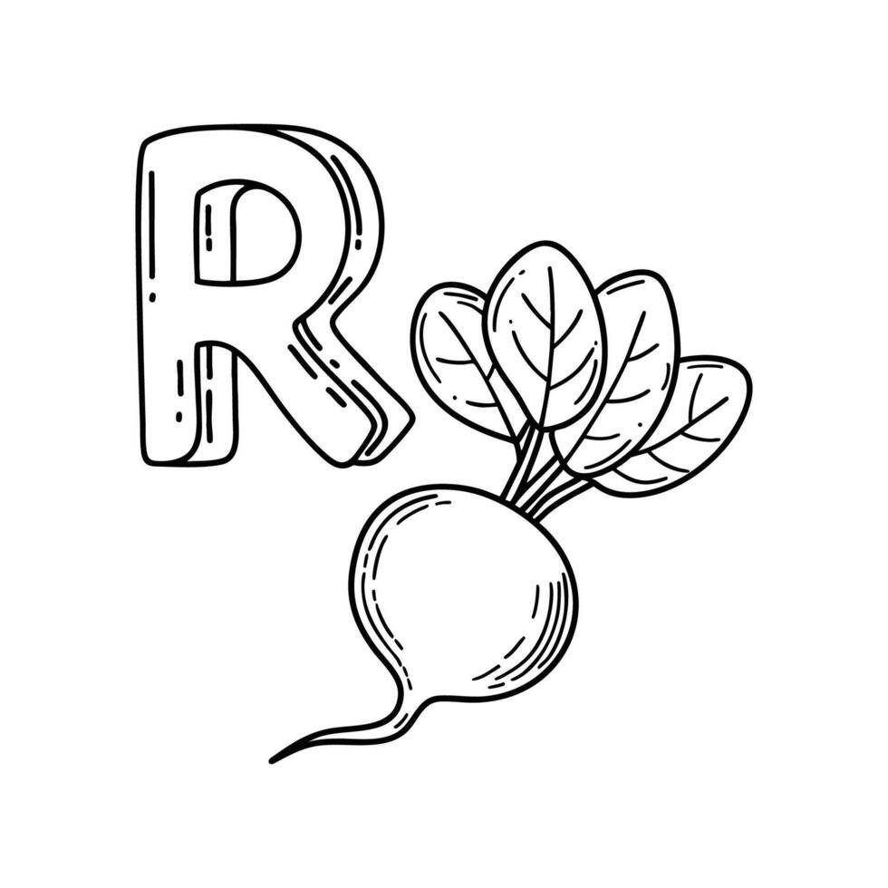 An Illustration of letter R stand for Radish vector