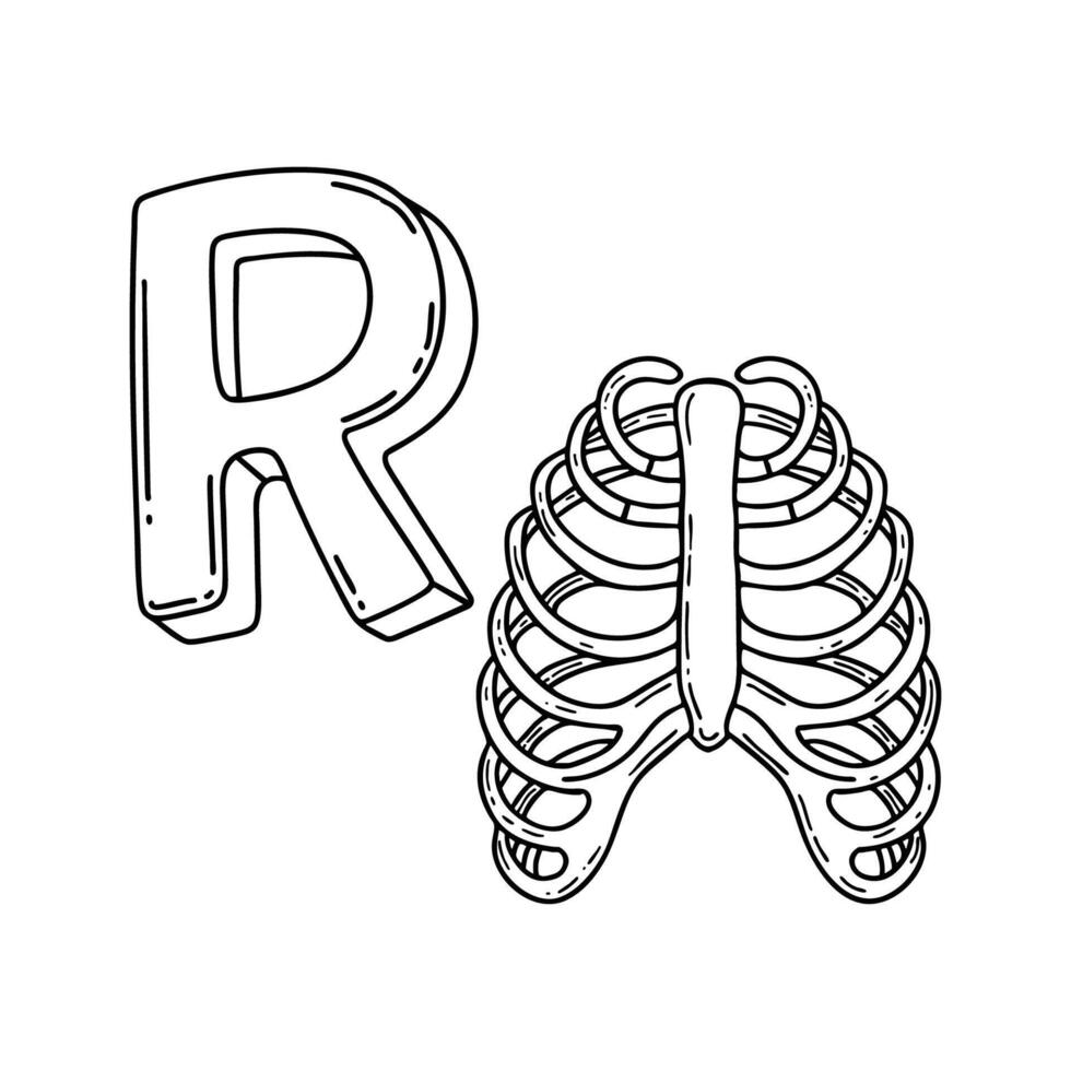 An Illustration of letter R stand for Ribs vector