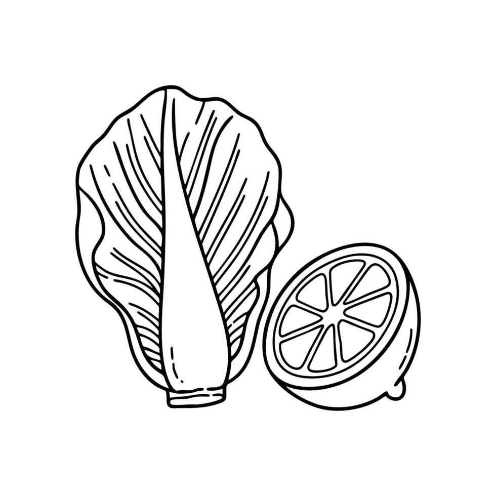 Radicchio sitting next to a halved lemon on a prep table vector