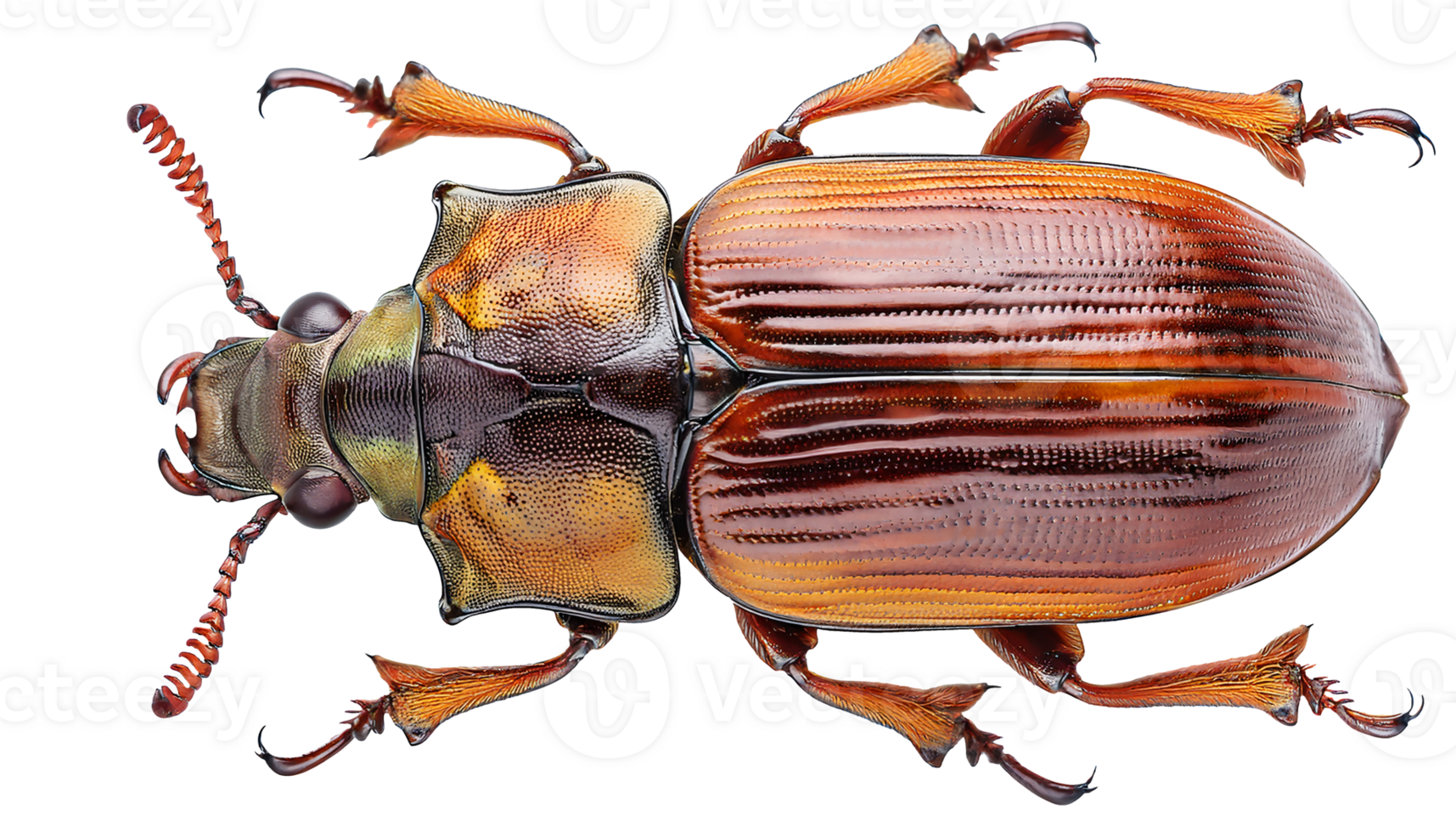detailed close up top view of full body colorful beetle insect with shiny exoskeleton and segmented legs on isolated background for science education or nature macro photography png
