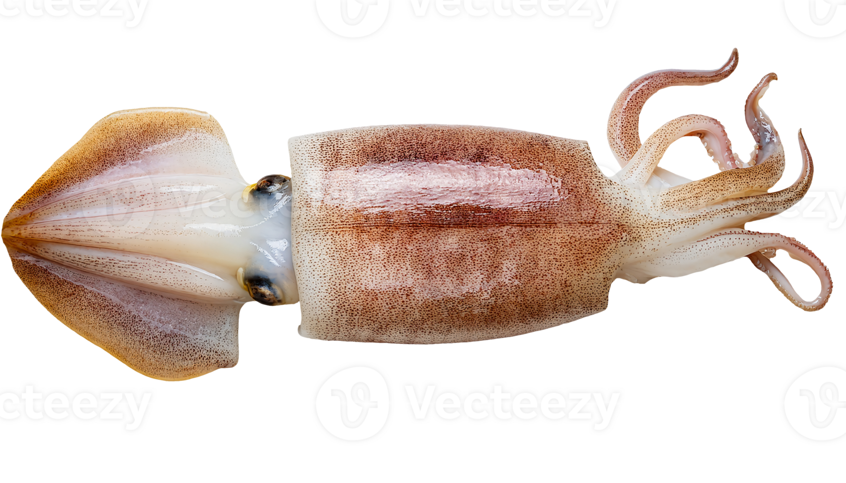 raw whole squid top view close-up with visible tentacles body texture and skin pattern on isolated background for seafood and marine biology content png