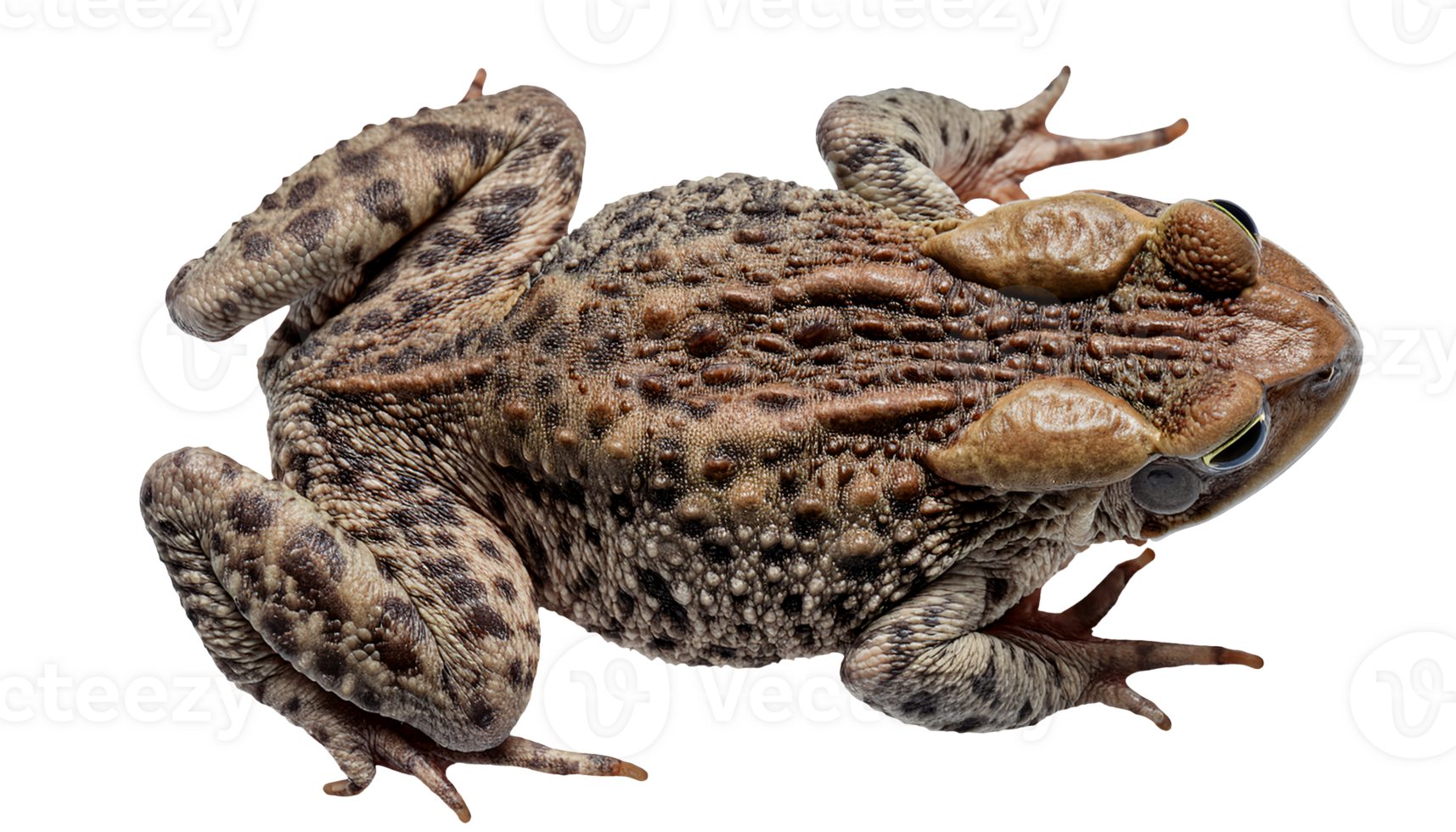 close-up top view of asian common toad with rough bumpy skin texture sitting on isolated background for wildlife education and zoological reference png