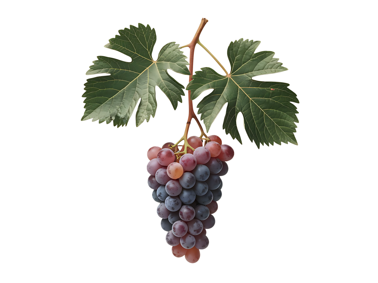 Grapes on a vine with leaves png