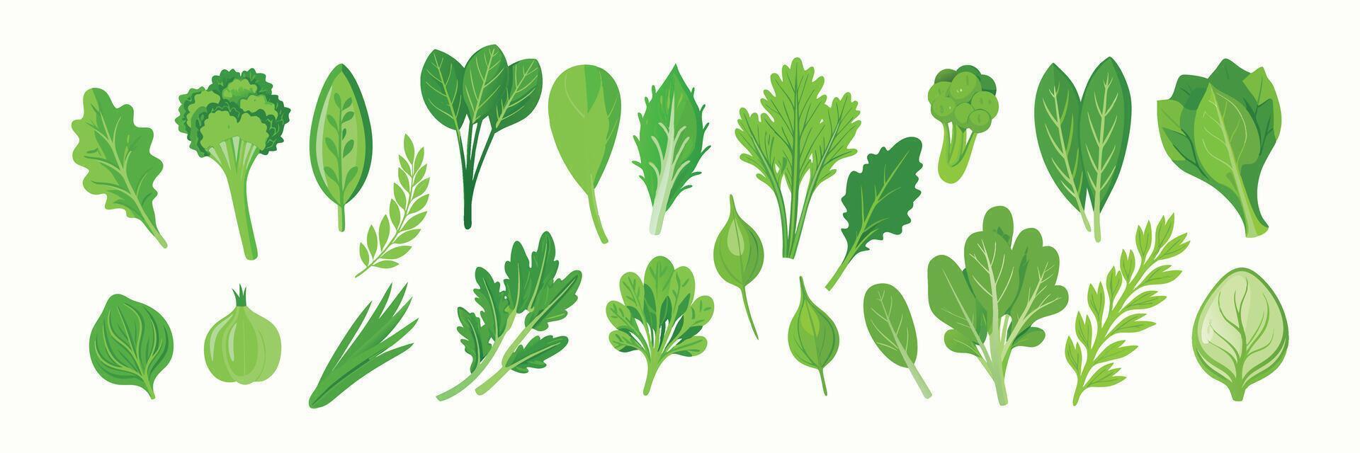 Collection of Fresh Green Leafy Vegetables and Herbs Perfect for Healthy Recipes vector