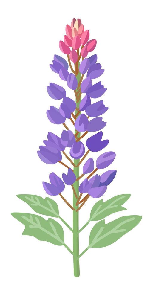 Lupine, garden flower. isolated illustration vector