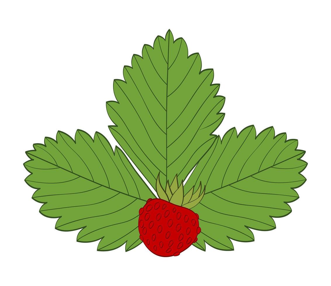 Red wild strawberry berry on green leaf background vector