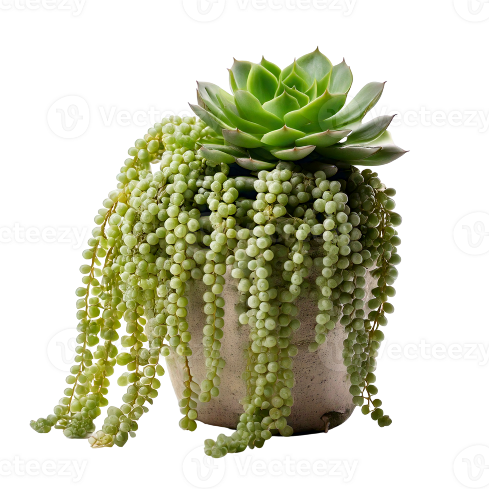 A fresh string of pearls succulent with cascading bead-like leaves png