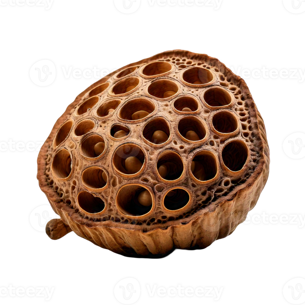 A dried lotus seed pod with intricate, sculptural detail png