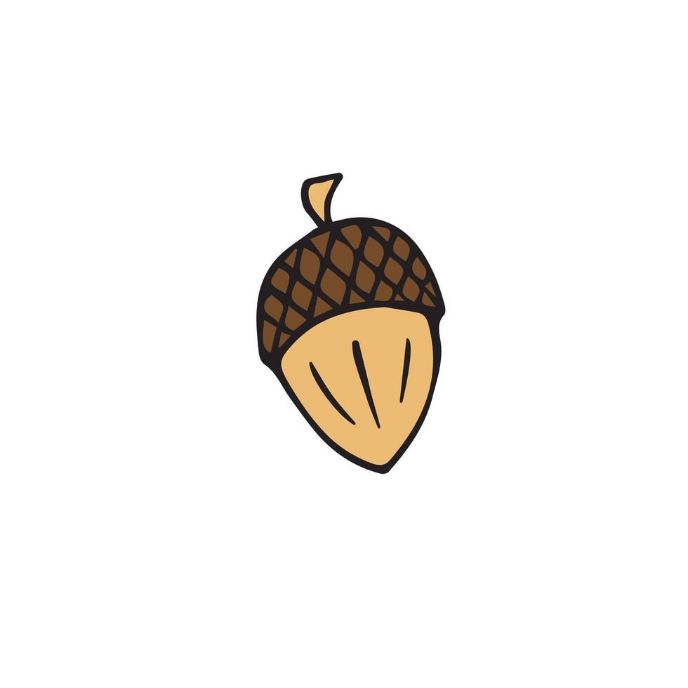 Hand drawn doodle sketch acorn vector