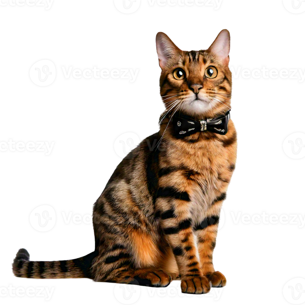A Bengal cat breed with a sleek leather collar and bowtie. png