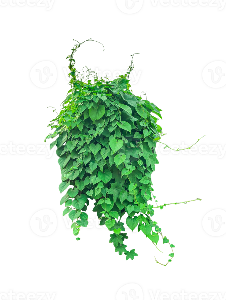 a green lvy plant bush on a transparent background, png