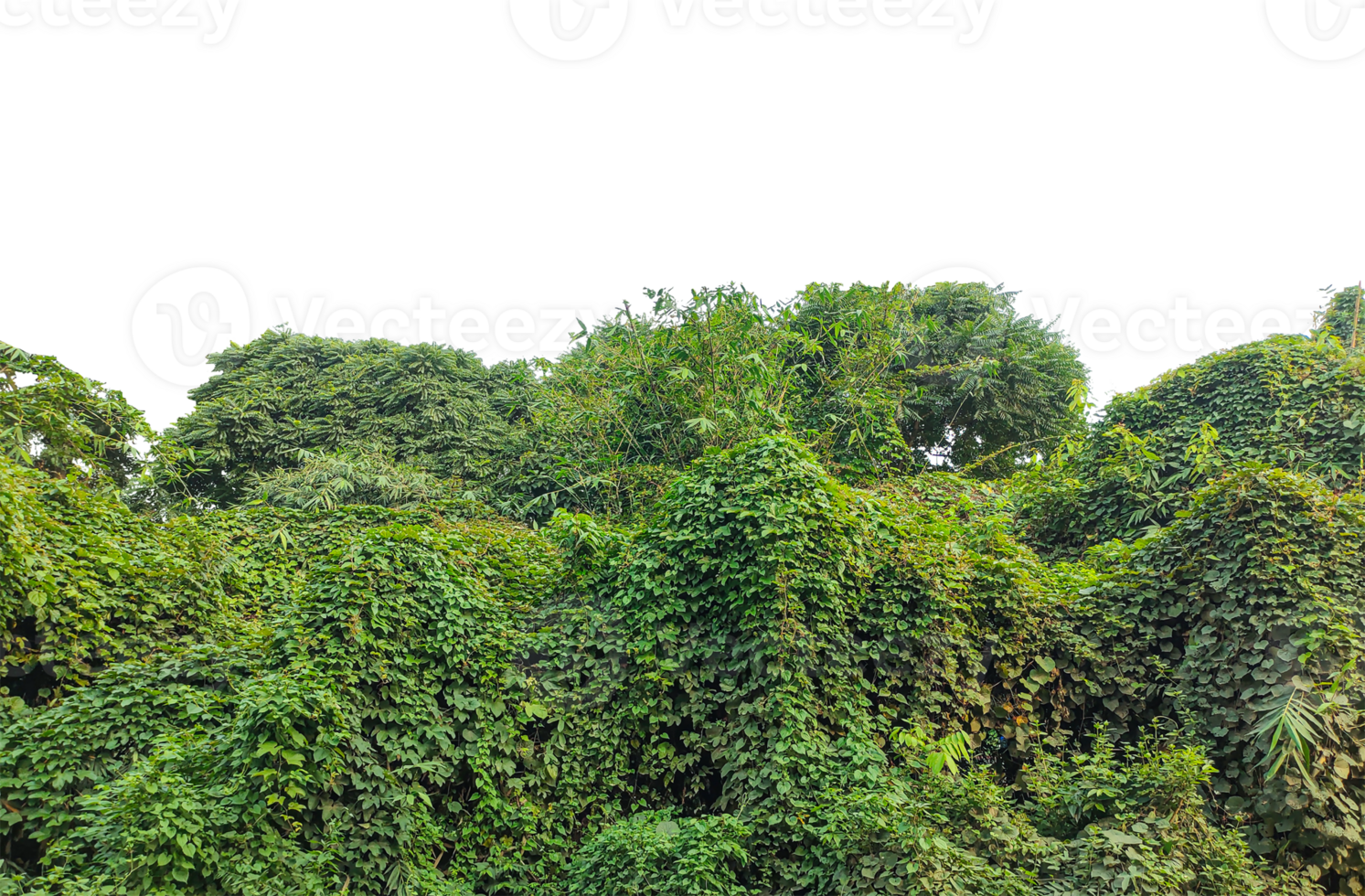 tropical jungle , Green tree branches and fern leaves in a beautiful natural landscape, clouds, and green grass, a green field with trees and bushes on , png