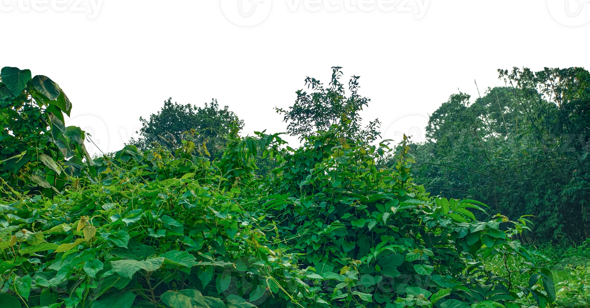 Green tree branches and fern leaves in a beautiful natural landscape, clouds, and green grass, a green field with trees and bushes on , png