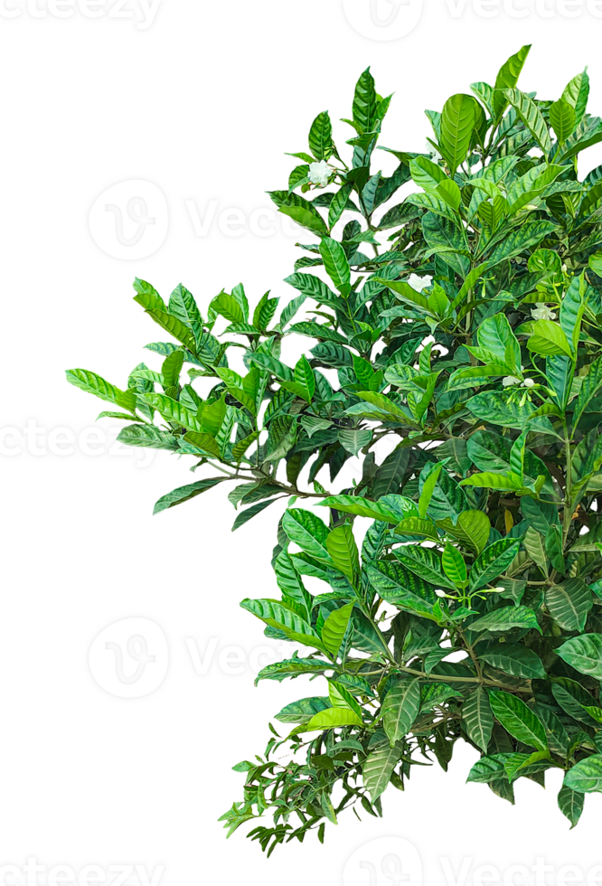 a green plant frame on a background, Aromatic fresh green Aucuba japonica leaves and herbs on , png