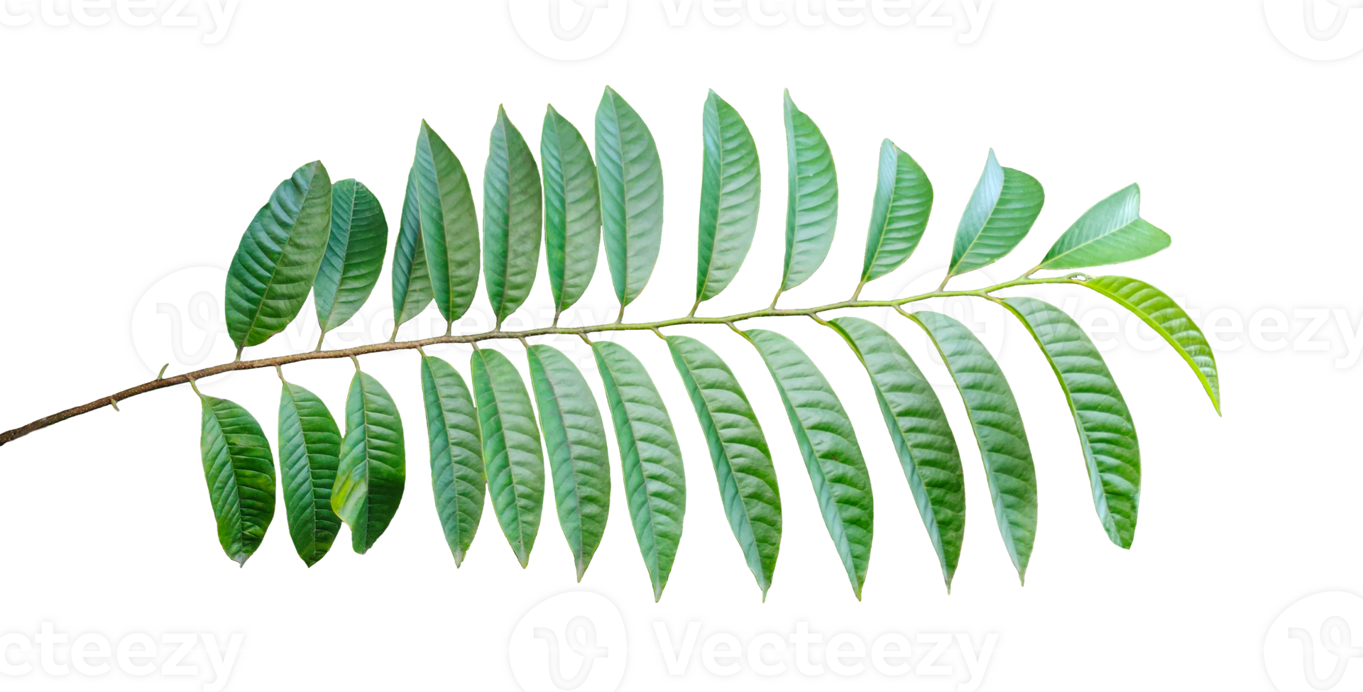 a green leaf on a branch with a transparent background, Isolated wood apple tree with green leaves on a background, Green fern leaf isolated on background, png